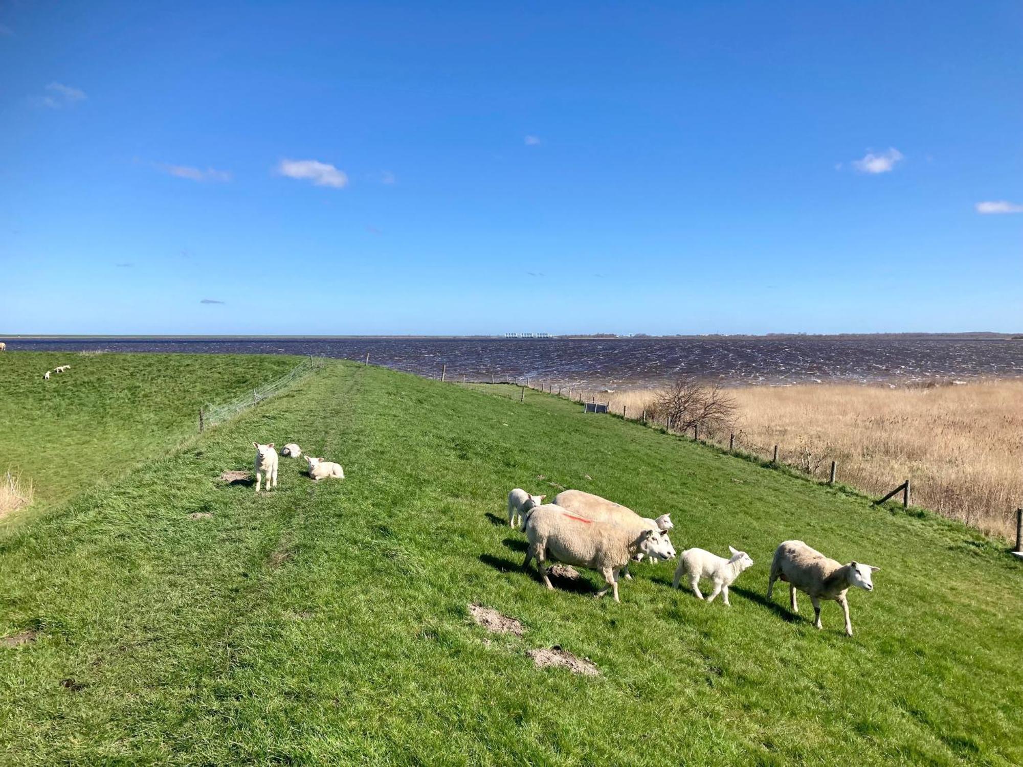 Haus Gaby Direkt Am Lauwersmeer Anjum Exteriör bild